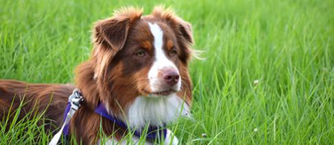 A dog in a harness sitting on the grass