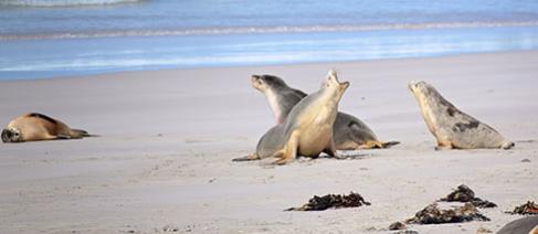 Sea lions lying on a beach