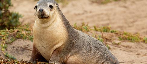 An Australian sealion