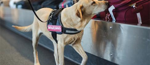 Image of a sniffer dog inspecting baggage on a bag carousel 