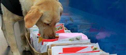 Image of a sniffer dog inspecting mail
