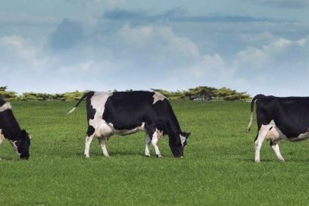 3 black and white cows grazing in a line.
