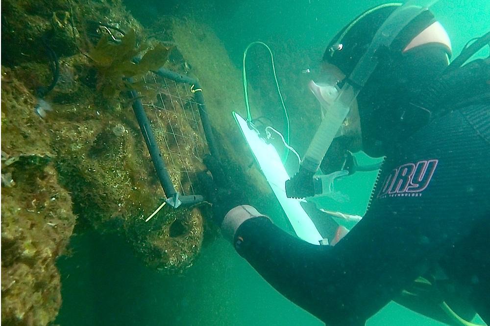 Sea diver examine marine pests