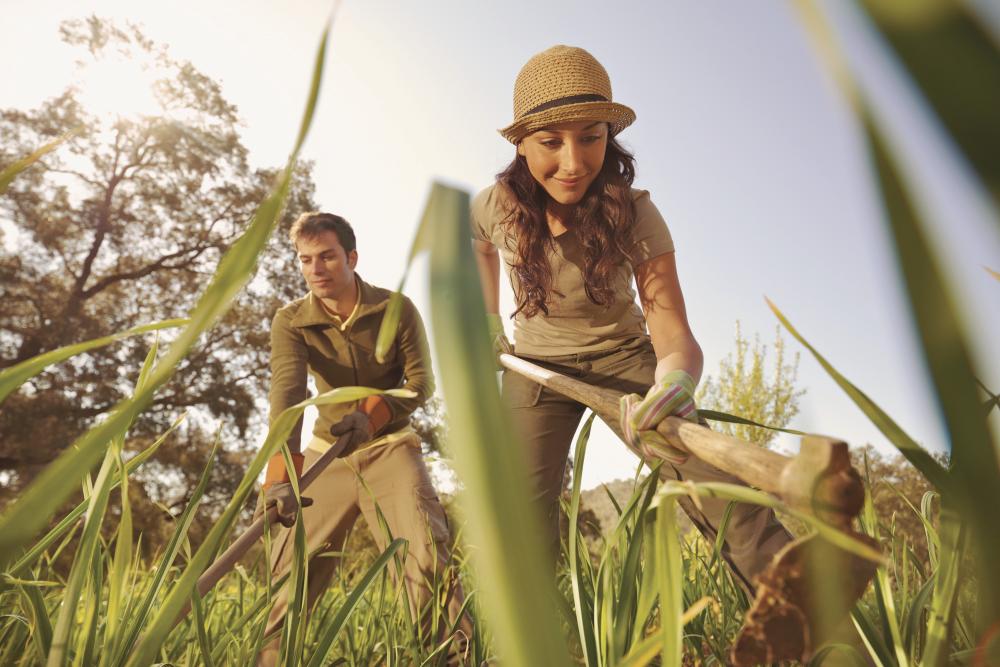 Image of two people working in a field with tools