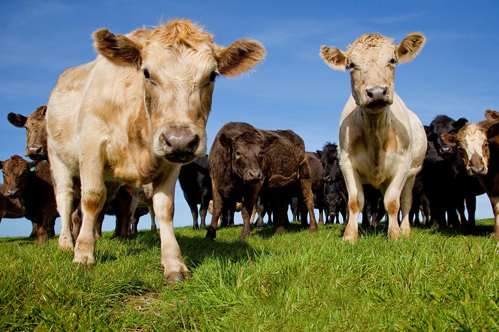 Cattle standing in a green field