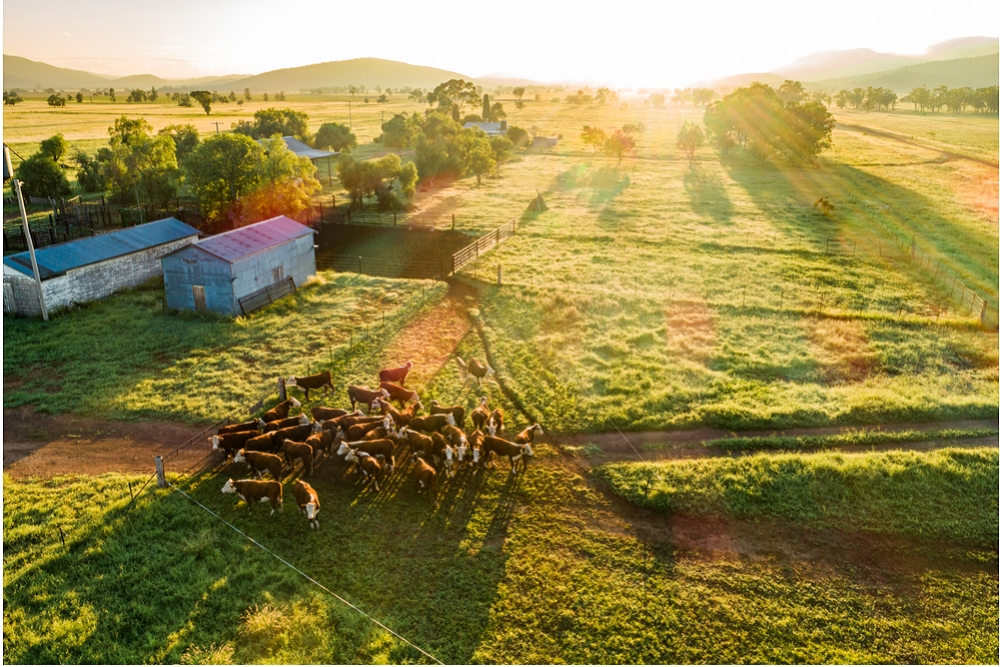 Aerial shot of a green farm with sun setting in the distance. A herd of brown cows is gathered at the gate. 