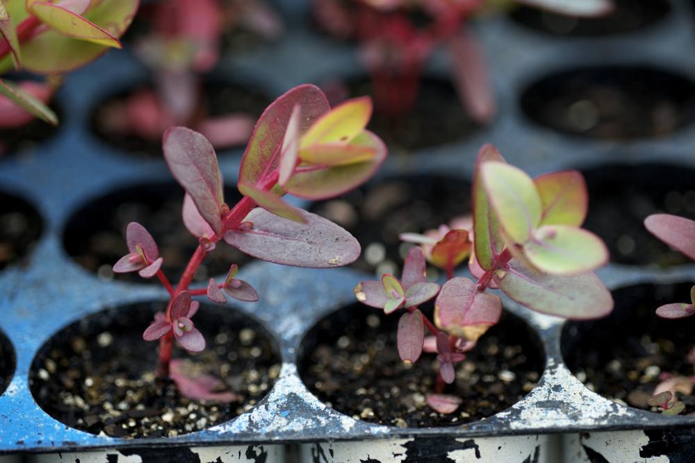 Image of plant seedlings being cultivated