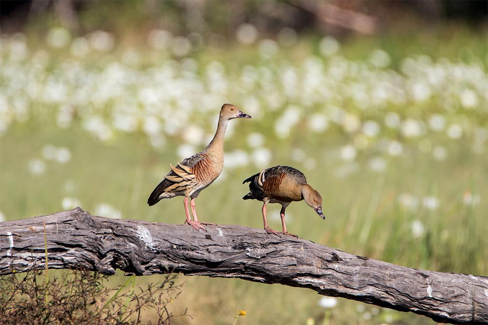 Image of two birds perched on a log
