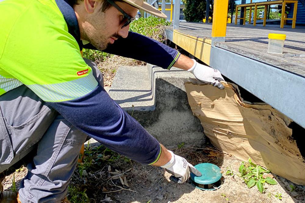 Technical Response’s Rudi Hoffman sets out the first of the snail traps at the Port of Brisbane