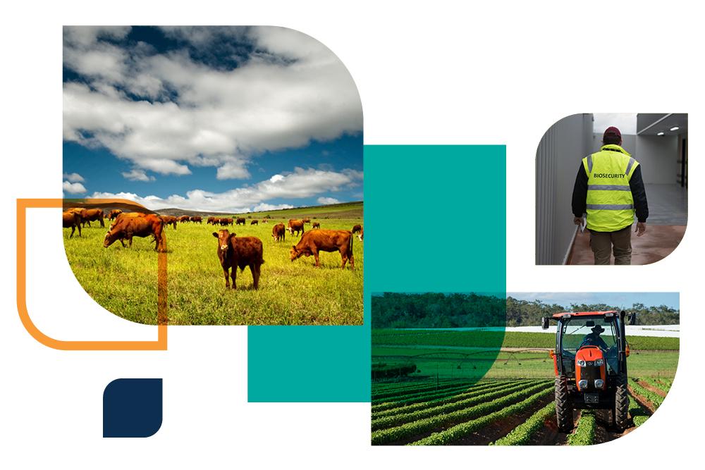 Various agriculturally-themed images within geometric shapes