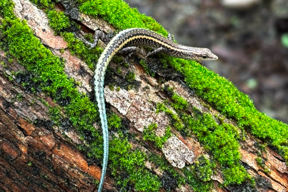 A small lizard positioned on a lichen-covered log