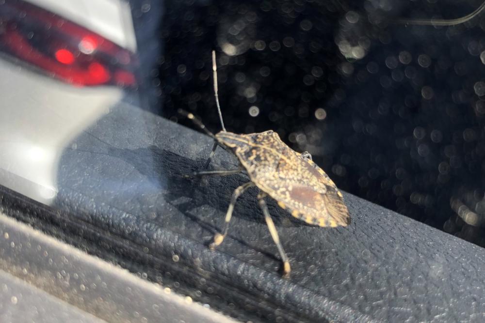 Image of a brown marmorated stink bug inside a car window