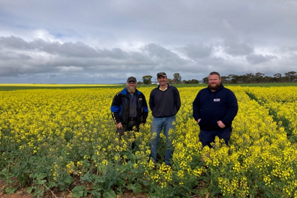 Adrian Bormann, Murray Plains Farmers Treasurer, Steen Paech, Murray Plains Farmers President, and Dan Seidel, Drought Resilience Research and Adoption Hubs Advisory Committee Member, at the canola establishment trial site near Palmer, South Australia (left to right). Photo credit: South Australian Drought Hub.