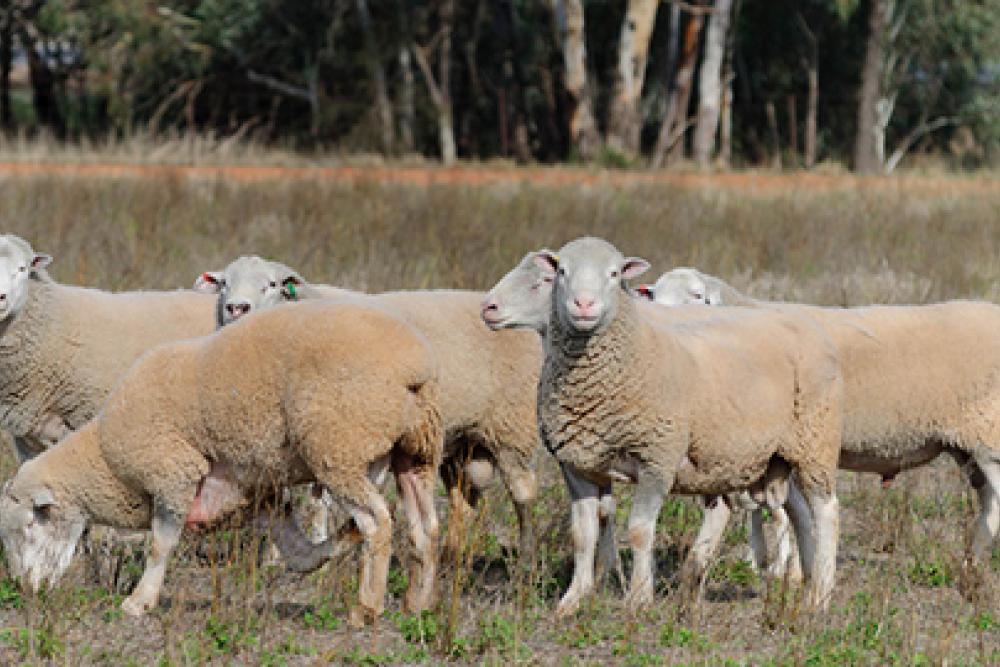 sheep in a pasture