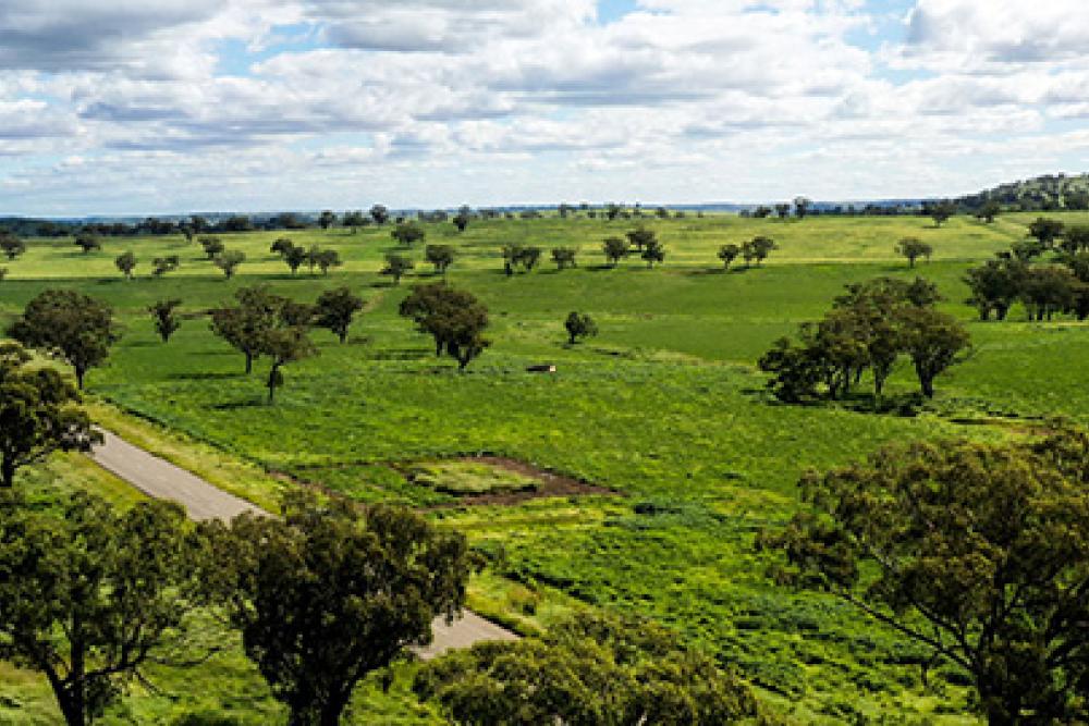 Aerial view - Paddock between the ears