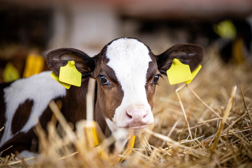 Image of a calf sitting amongst some hay, with a yellow tag on each ear.