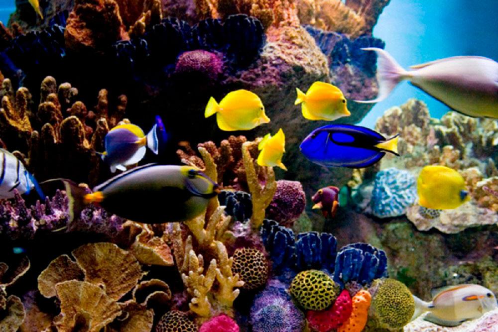 Colourful fish
