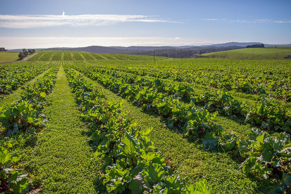 Image of a green field with rows of green crops