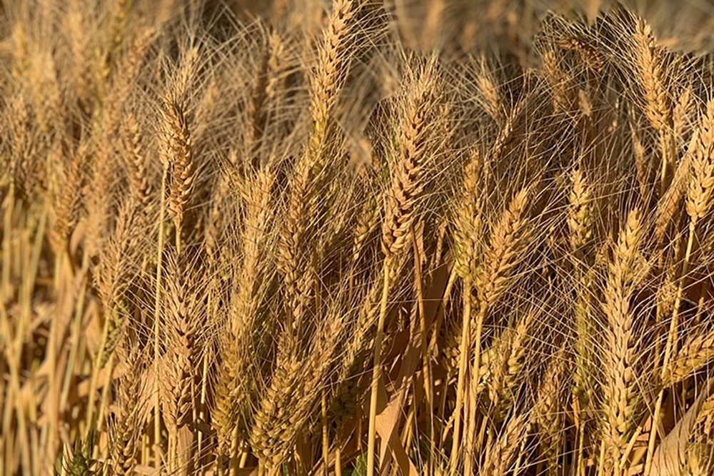 Image of a wheat field
