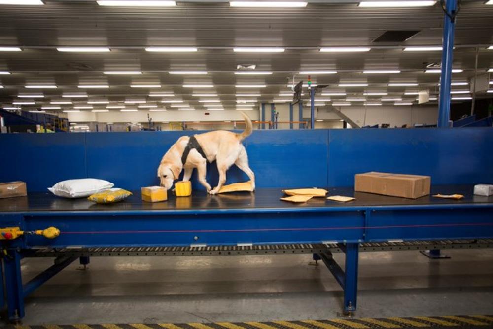 Image of a detector dog examining packages on a conveyor belt
