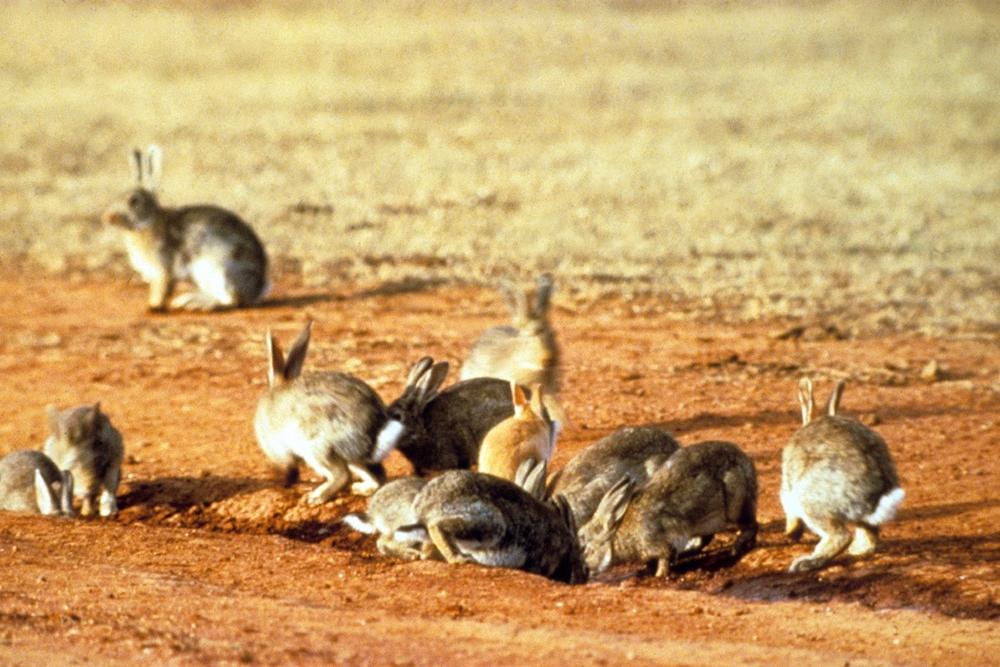 European rabbits eating grass shoots out of dirt