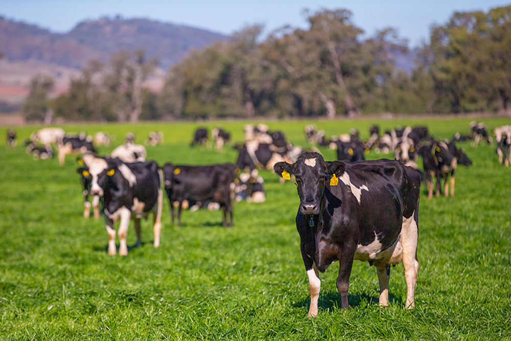 Image of dairy cattle standing in a green field