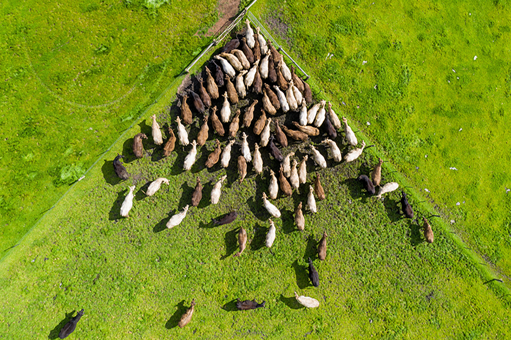 Farming exports