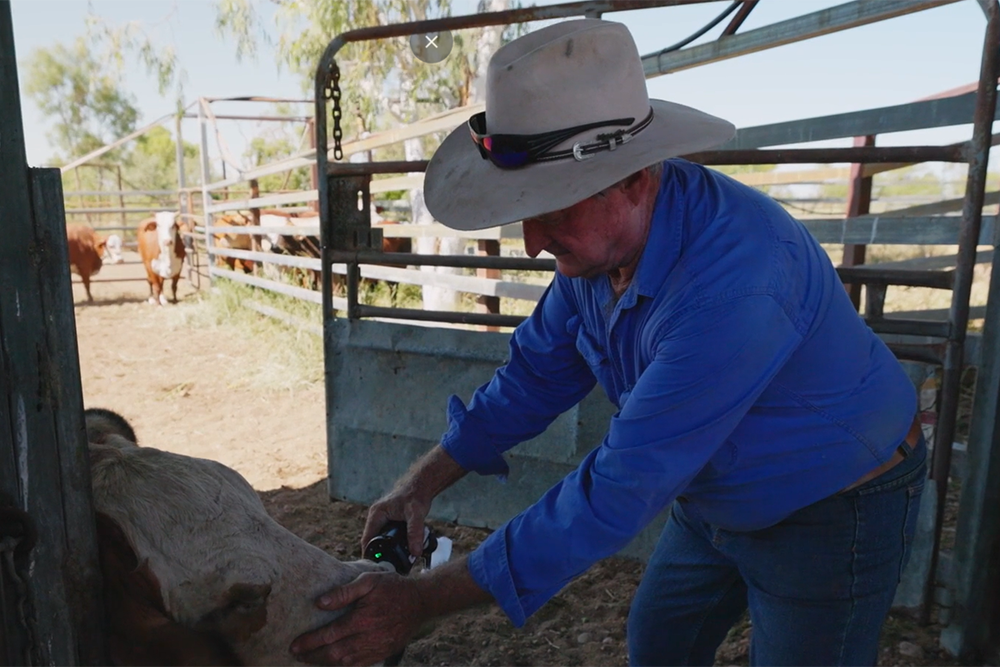 Image of a person in a cattle yard holding a small device up to a cow's nose