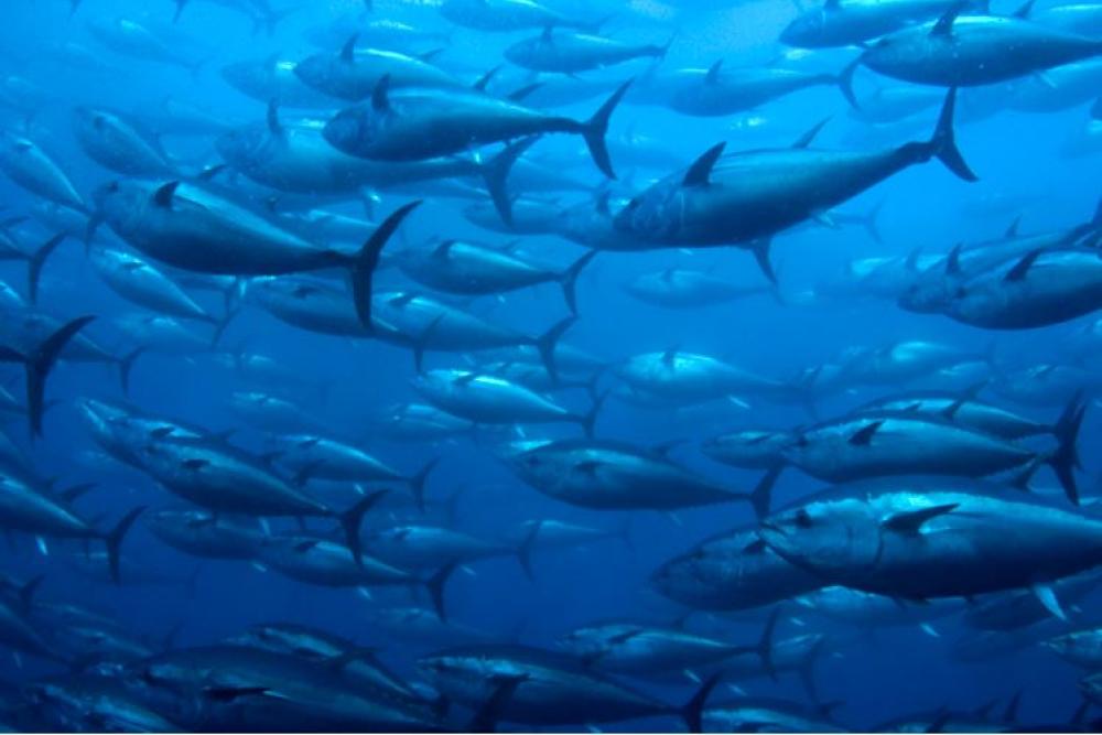 Image of large school of fish swimming in blue waters