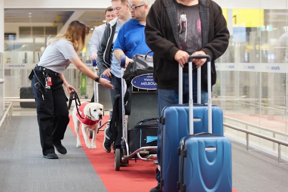 Image of travellers with suitcases lined up while a customs sniffer dog and handler inspect them