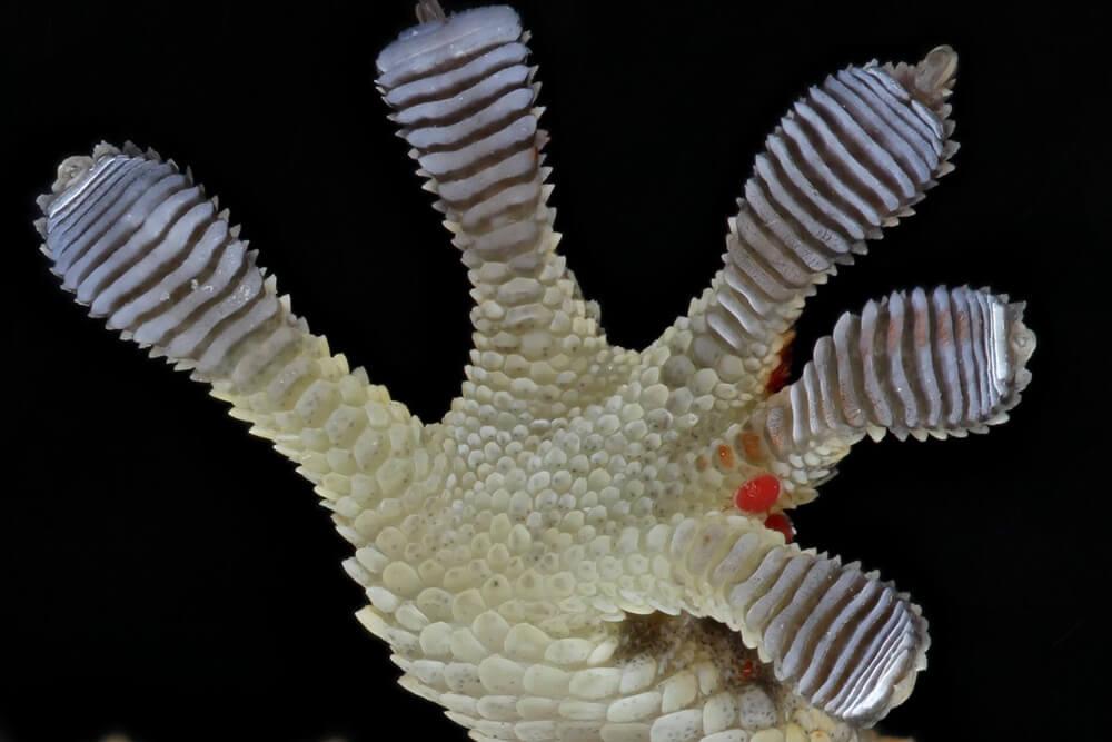Toes of a gecko; a red parasitic Geckobia mite can be seen between two of the toes