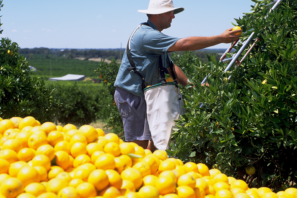 Farmer picking fruits
