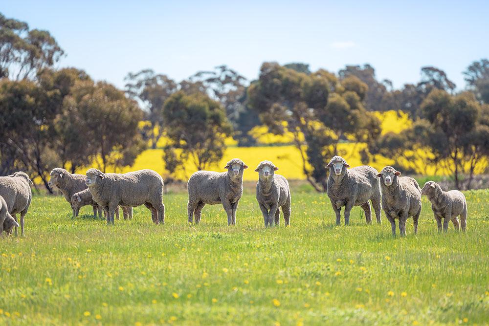 Image of a flock of sheep standing in a green field