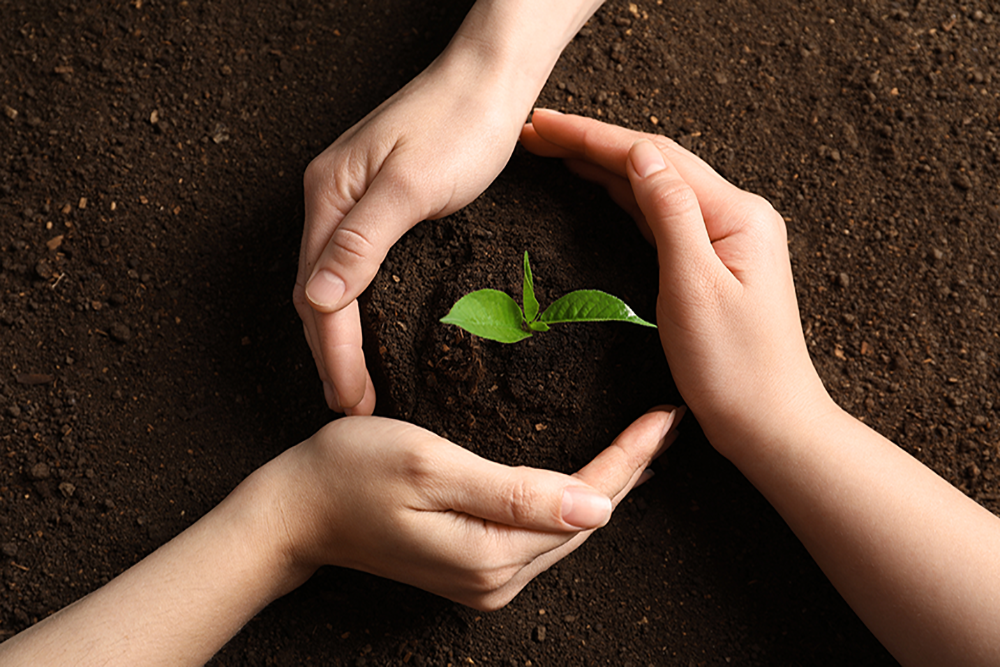 Three hands making a circular shape around a solitary green plant on top of brown dirt. 