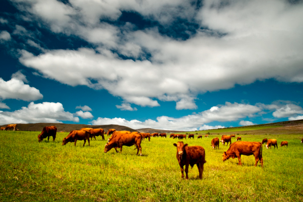 Image of brown cattle in a green field