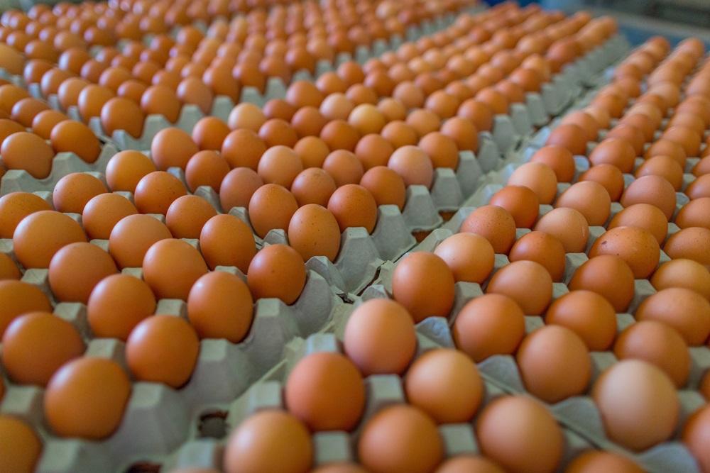 Hundreds of eggs in blue carton.