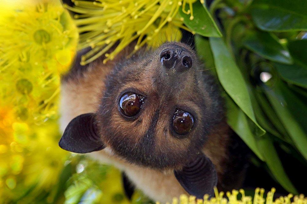 Spectacled Flying-Fox. Photo by Inigo Merriman.