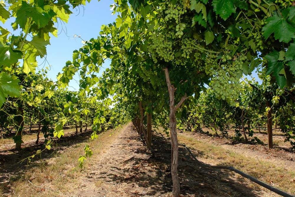 Grape vines from under the canopy