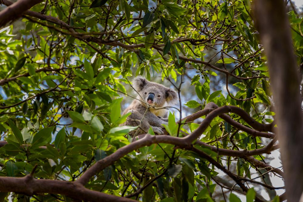 Koala sitting in leafy tree branches.