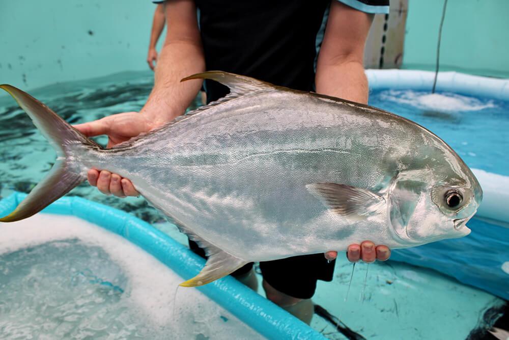 Giant Oystercracker Dart fish (Trachinotus anak). © George Koster CSIRO
