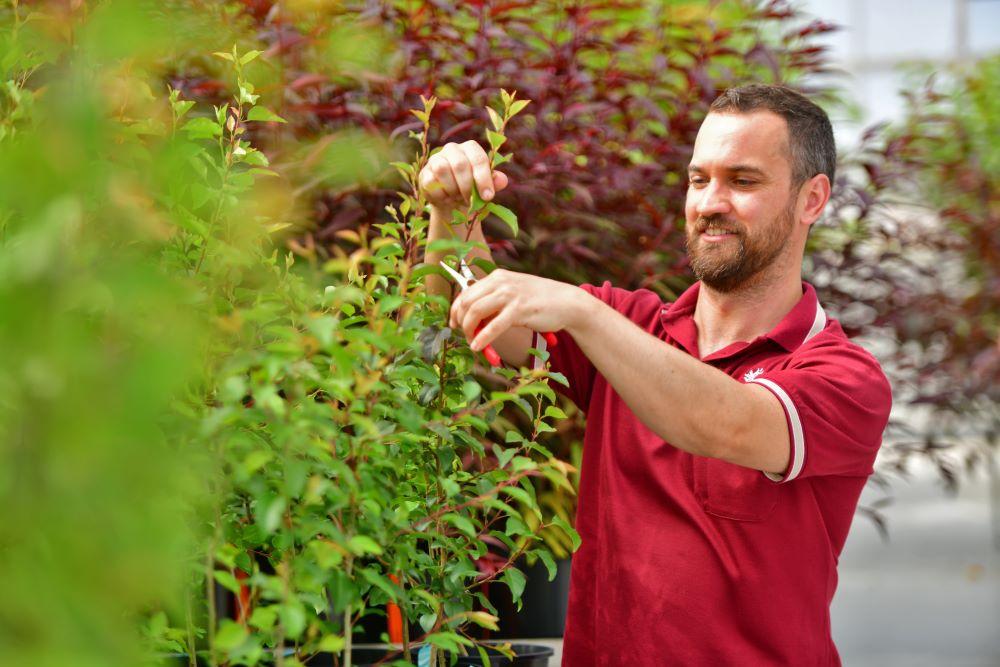 A man with a short brown beard and hair stands next to a shrub. He is holding secateurs in one hand and applying them to a branch held in the other hand.
