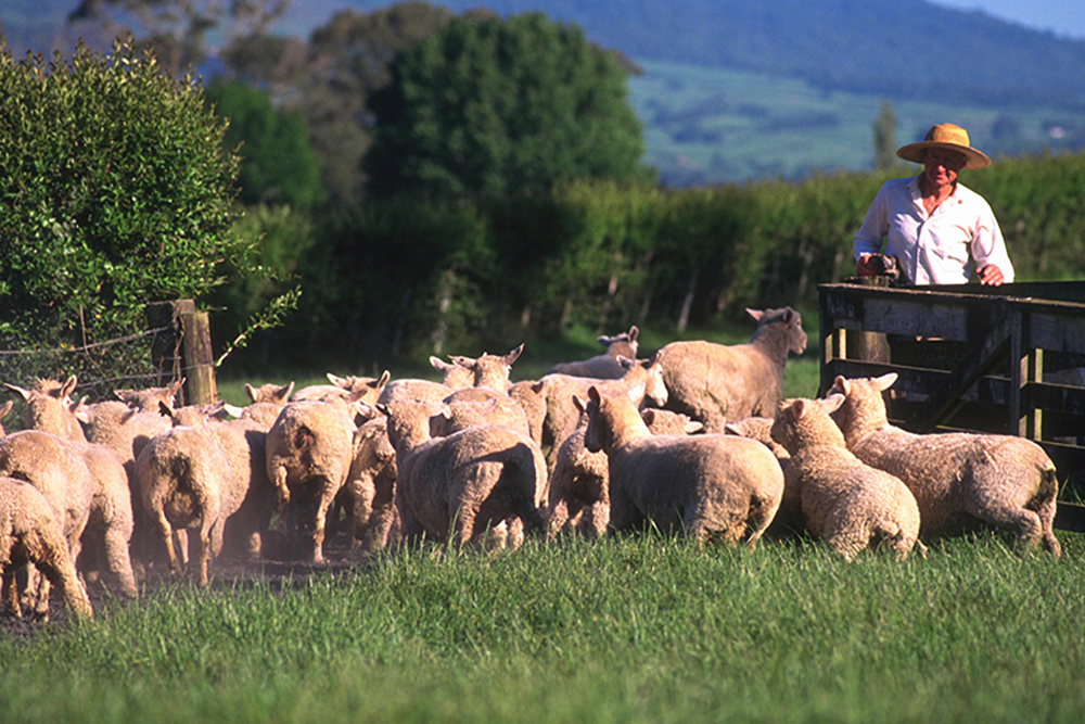 Image of a lush green field and a farmer watching a flock of sheep