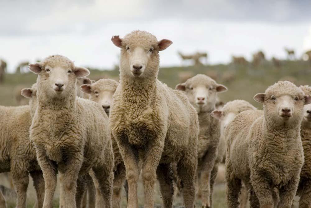 Sheep
