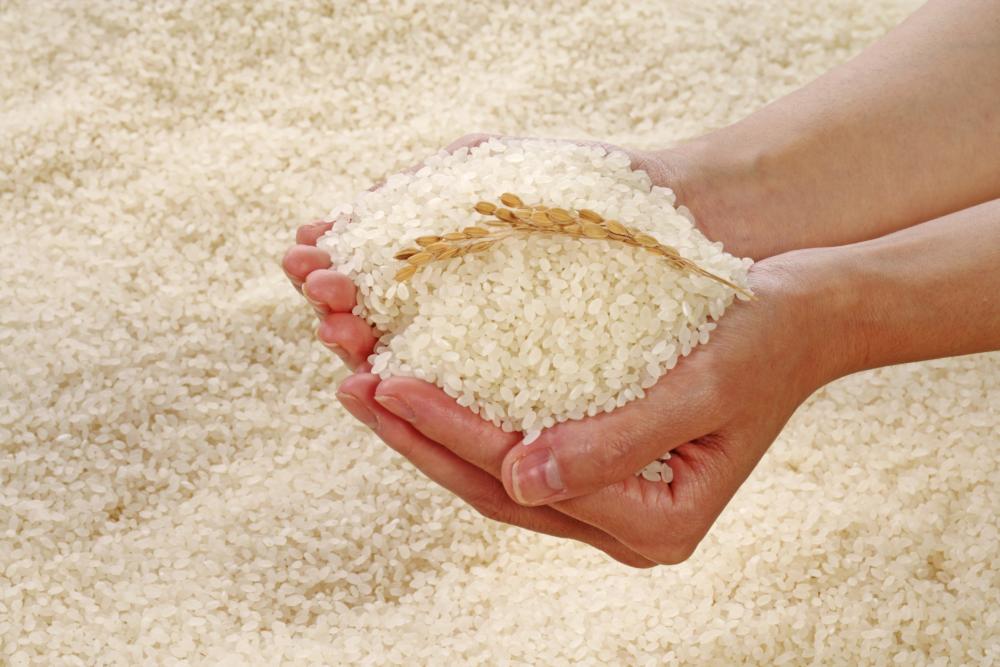 Hands holding grains of rice