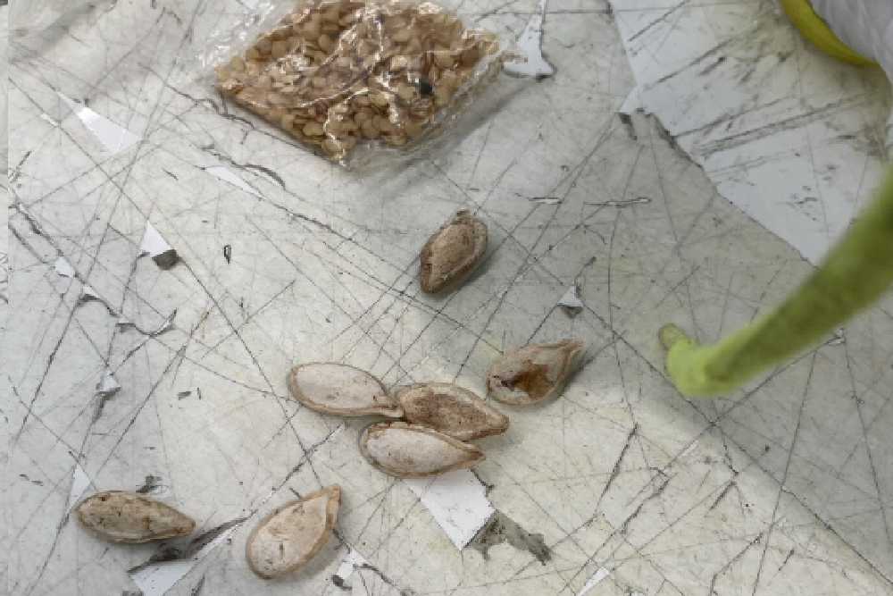 Image of seeds 