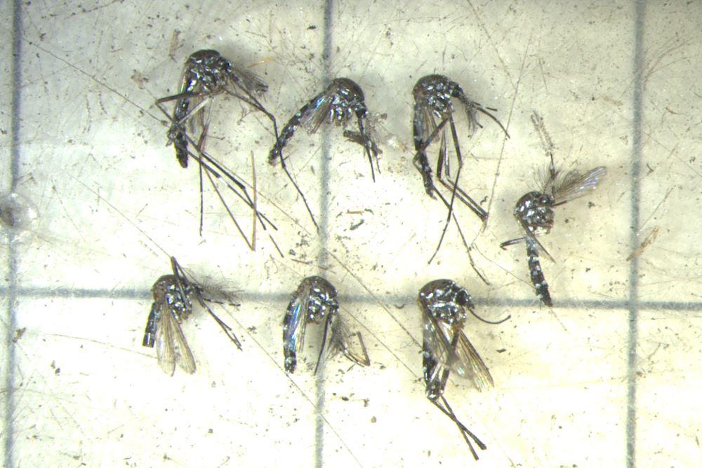 7 dead tiger mosquitoes on a tiles background