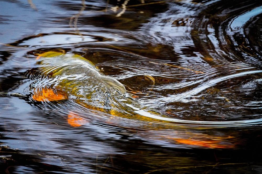 National carp control plan
