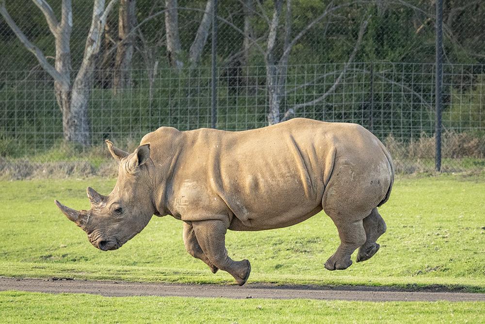 White rhino dancing in a green field