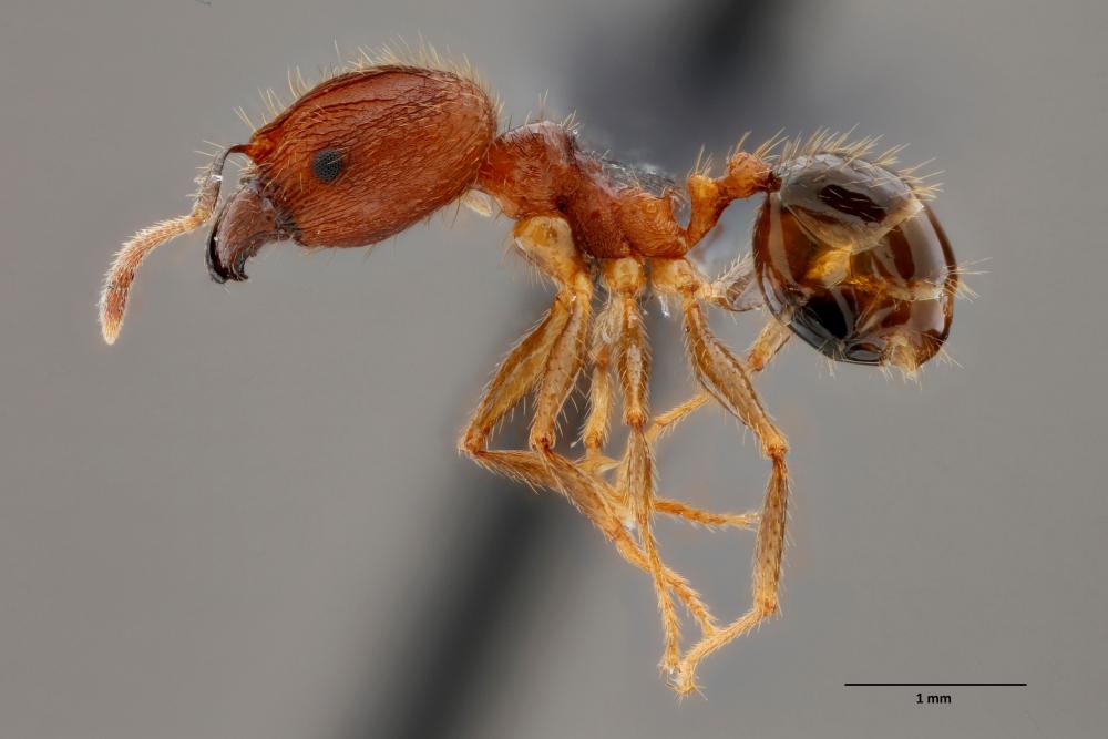 Image of a pheidole-fervens ant
