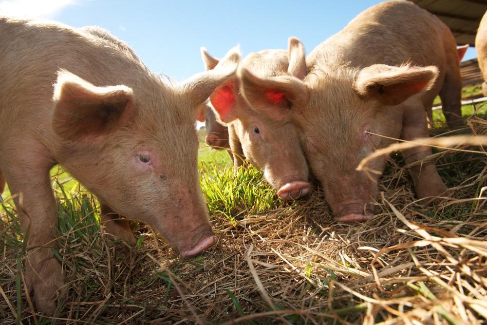 Pig and bird disease